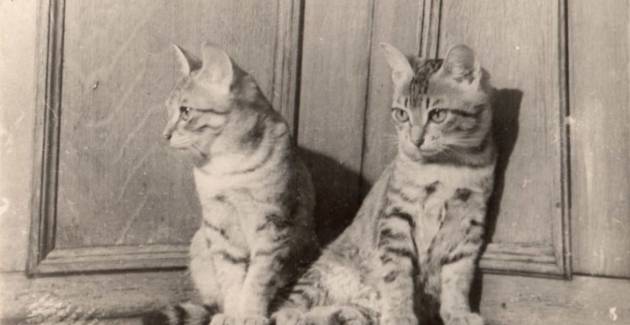 От котят и до белых медведей: Музей Мирового океана открывает выставку, посвященную «Верным спутникам» 