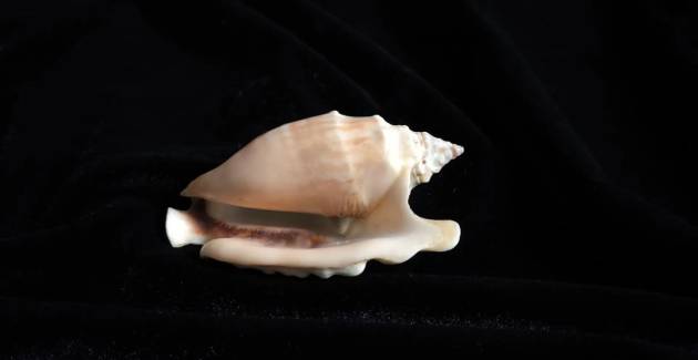 Сто раковин морских моллюсков пополнили фонды Музея Мирового океана