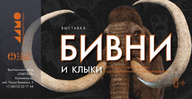 Бивни и клыки
