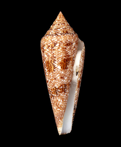 Конус «Слава морей» Conus gloriamaris Chemniz, 1777