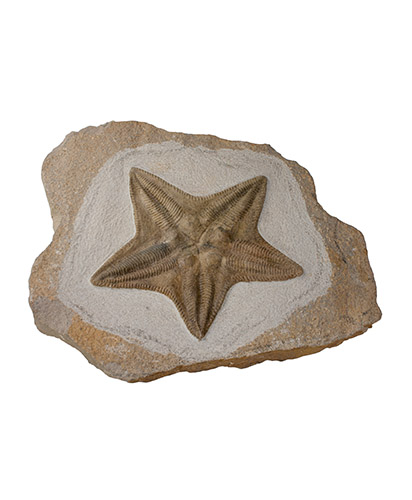 Плита с ископаемой морской звездой